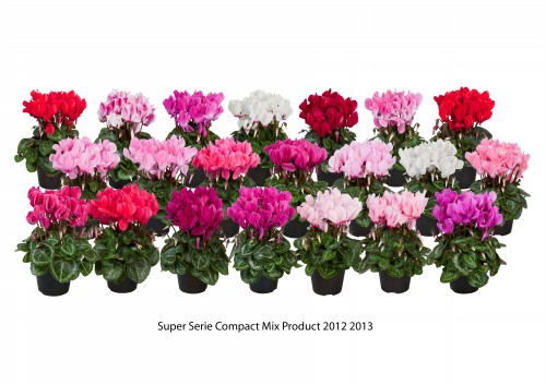 Cyclamen Compact Mix